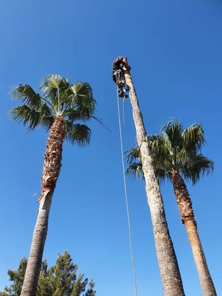 Kletterer bei der Fällung einer Palme in luftiger Höhe