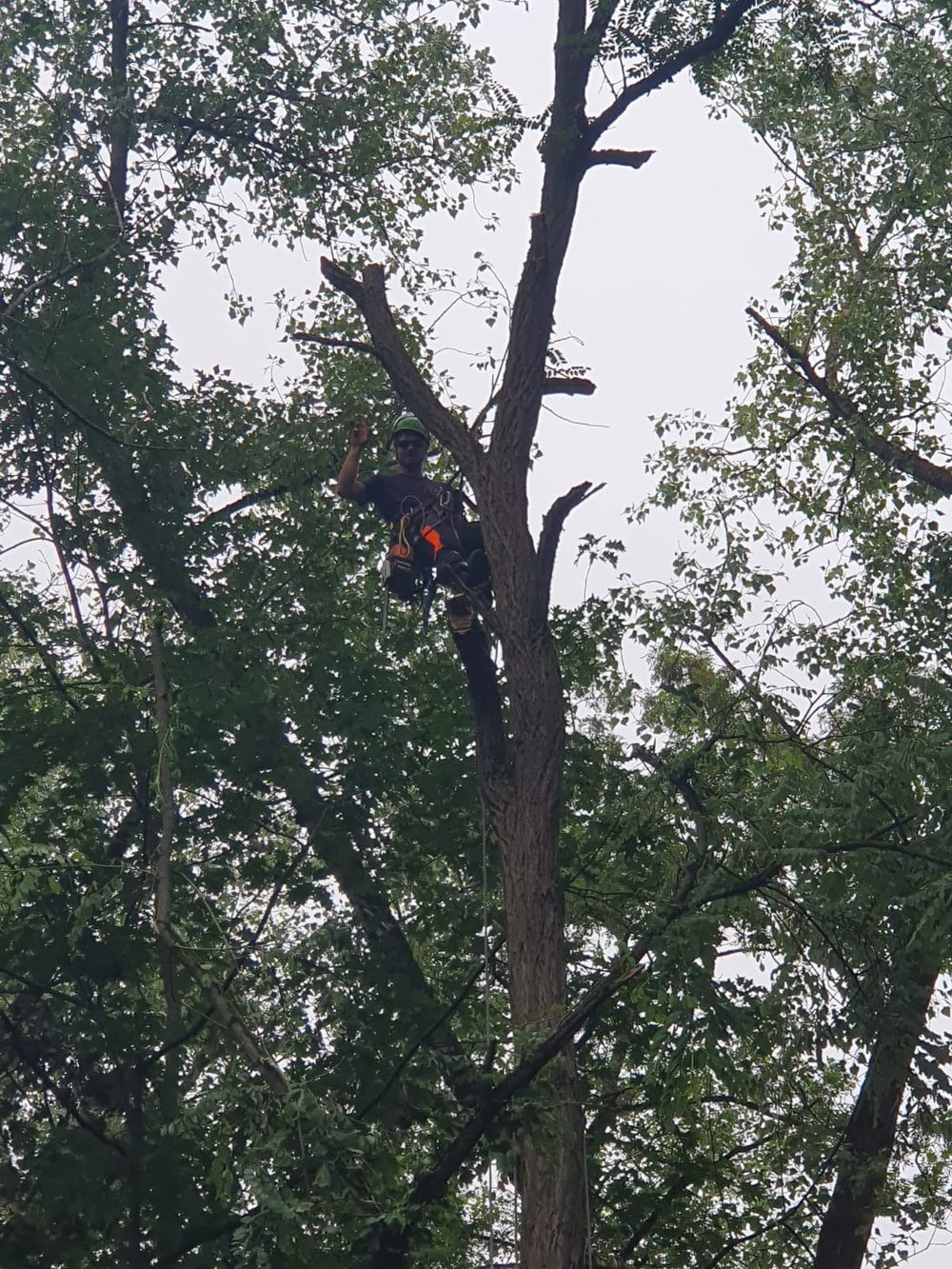 Tree surgeon high in the canopy giving a thumbs up
