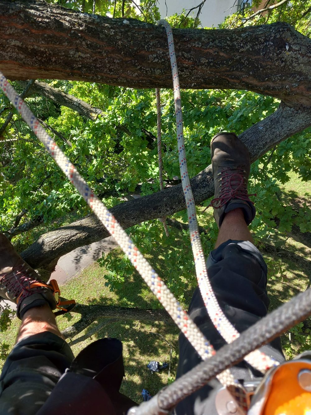 Climber's-eye view of feet on rope in an oak canopy