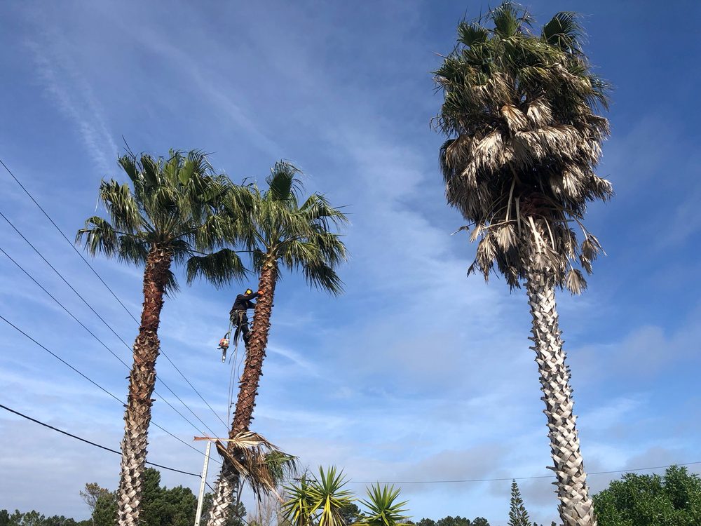 Crown pruning of two tall palm trees with a chainsaw