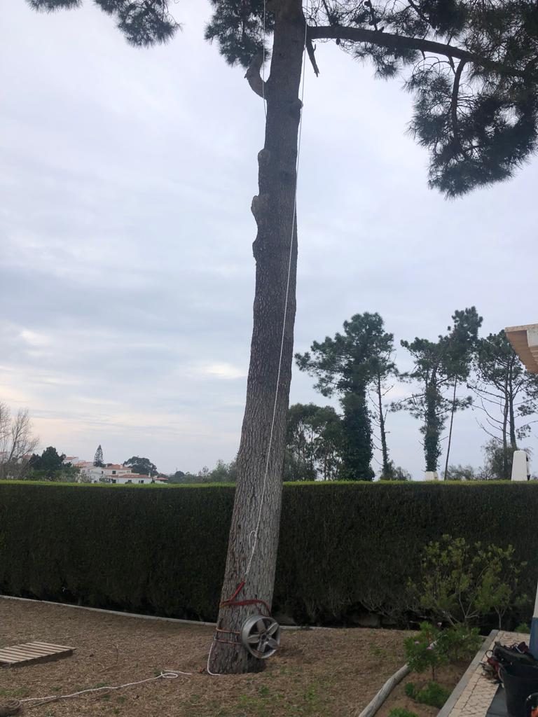 Pine trunk secured with a rigging strap before felling