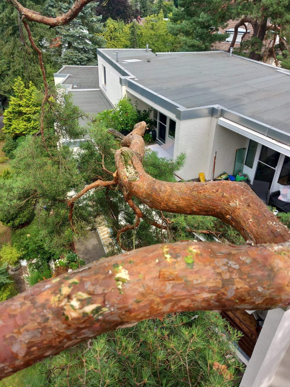 Aerial view of freshly cut pine limbs over a rooftop