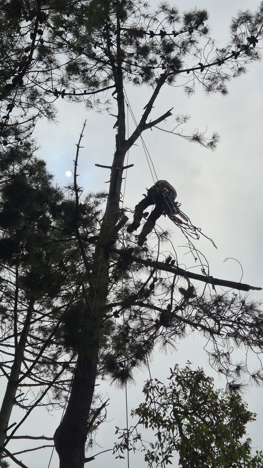 Tree surgeon ascending a pine, silhouetted against the sky
