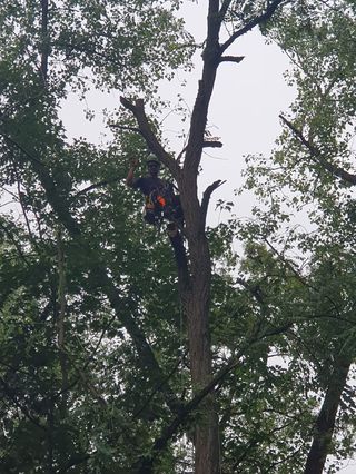 Tree surgeon high in the canopy giving a thumbs up