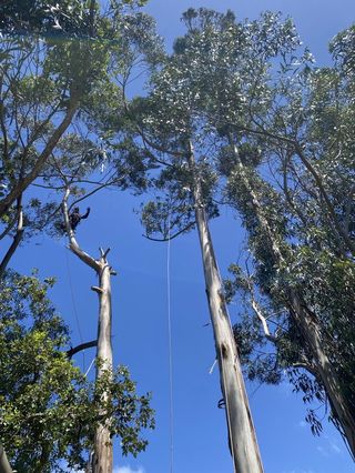 Climber ascending a tall eucalyptus in a grove