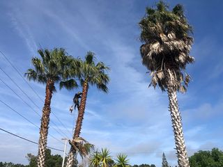 Crown pruning of two tall palm trees with a chainsaw