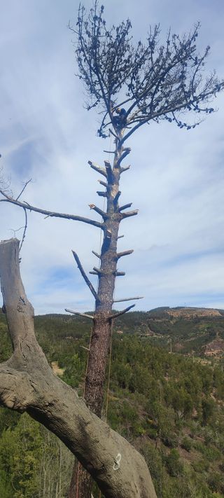 Climber near the top of a fully limbed pine spar