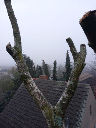 View through pruned branches over a foggy rooftop